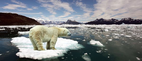 regenerative design sustainability polar bear climate change ecology global warming pollution ocean acidification ecological 