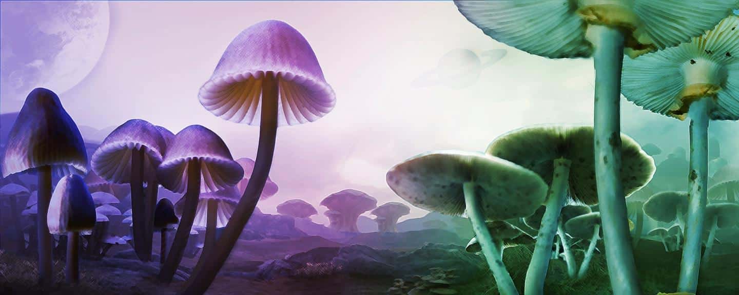 Psilocybin and the Shadow: Psychedelic Mushrooms to Heal Trauma ...